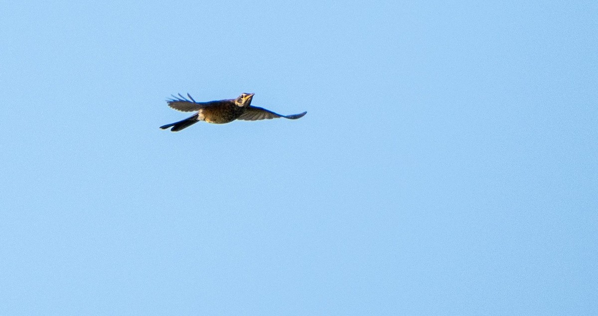 American Robin - ML644550703