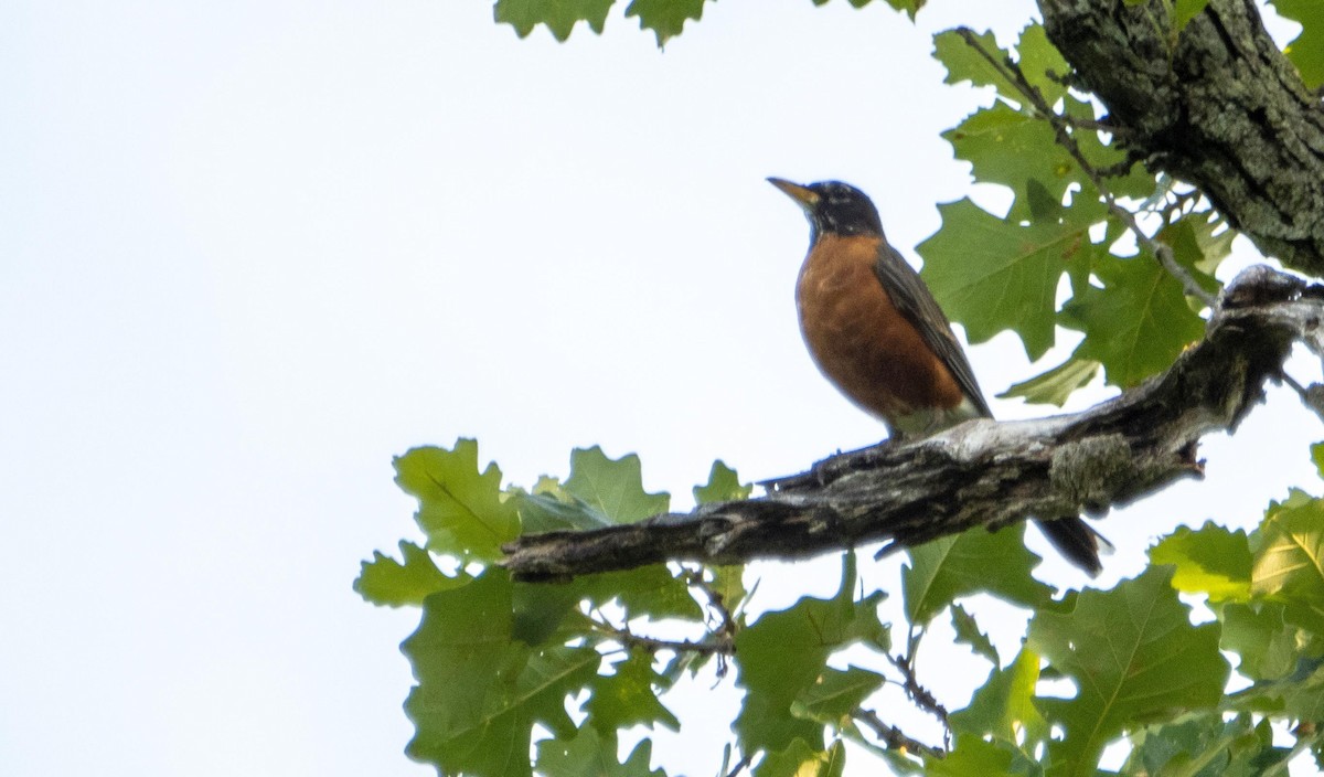 American Robin - ML644550704