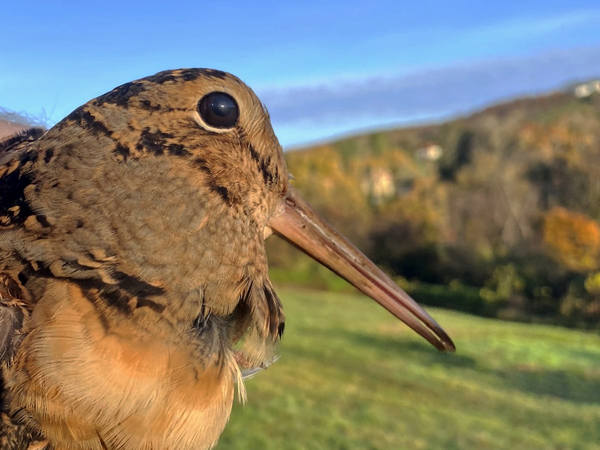 American Woodcock - ML644550706