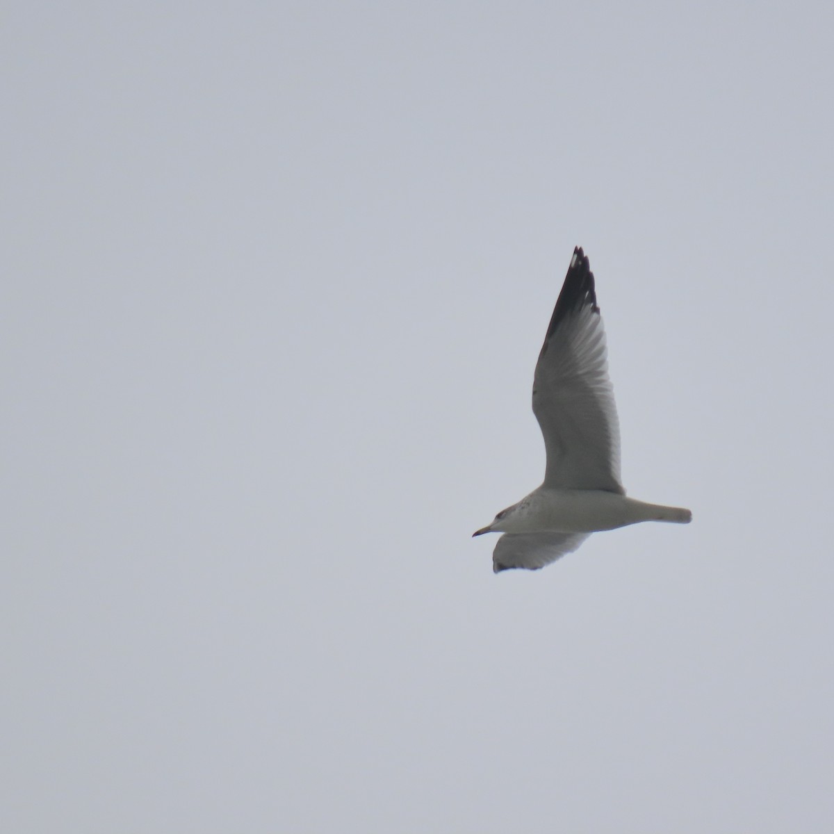Ring-billed Gull - ML644550708