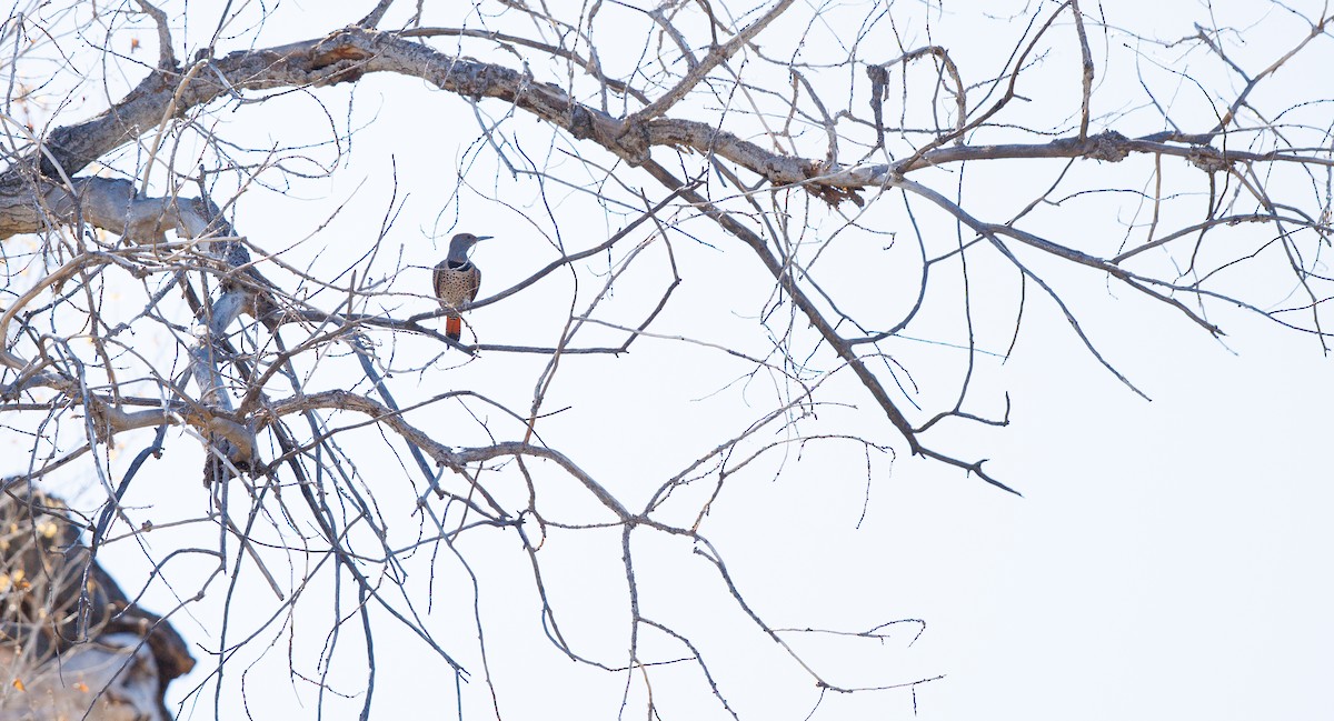 Pic flamboyant (groupe cafer) - ML644550710