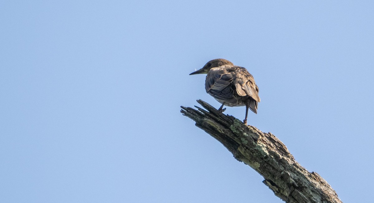 European Starling - ML644550711