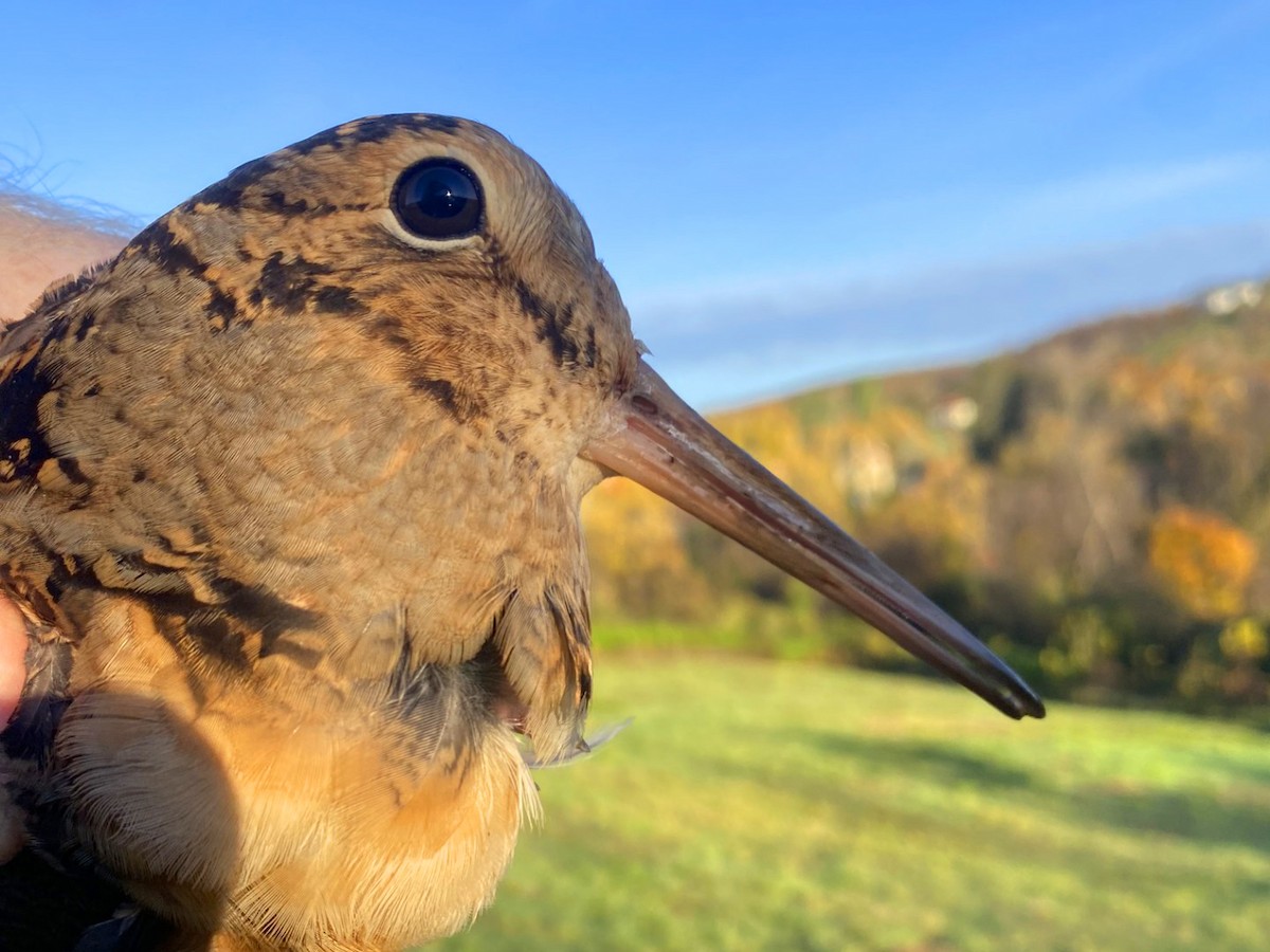 American Woodcock - ML644550712
