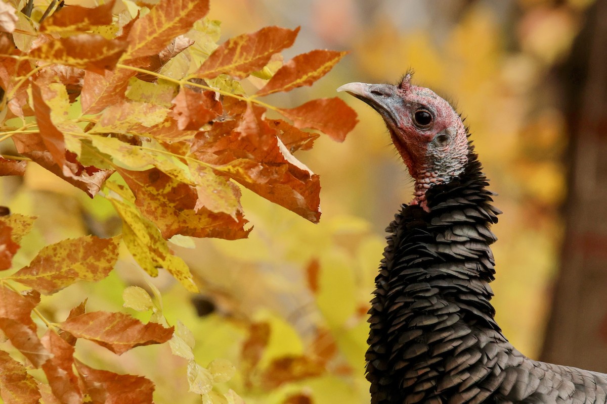 krocan divoký - ML644550714