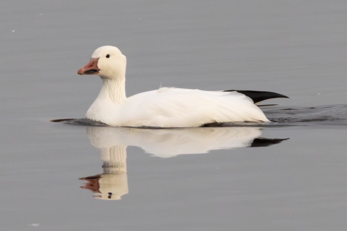 Цасны галуу - ML644550718