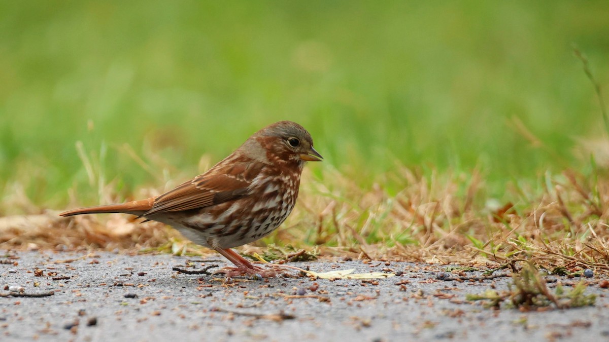 strnadec kaštanový (ssp. iliaca/zaboria) - ML644550721