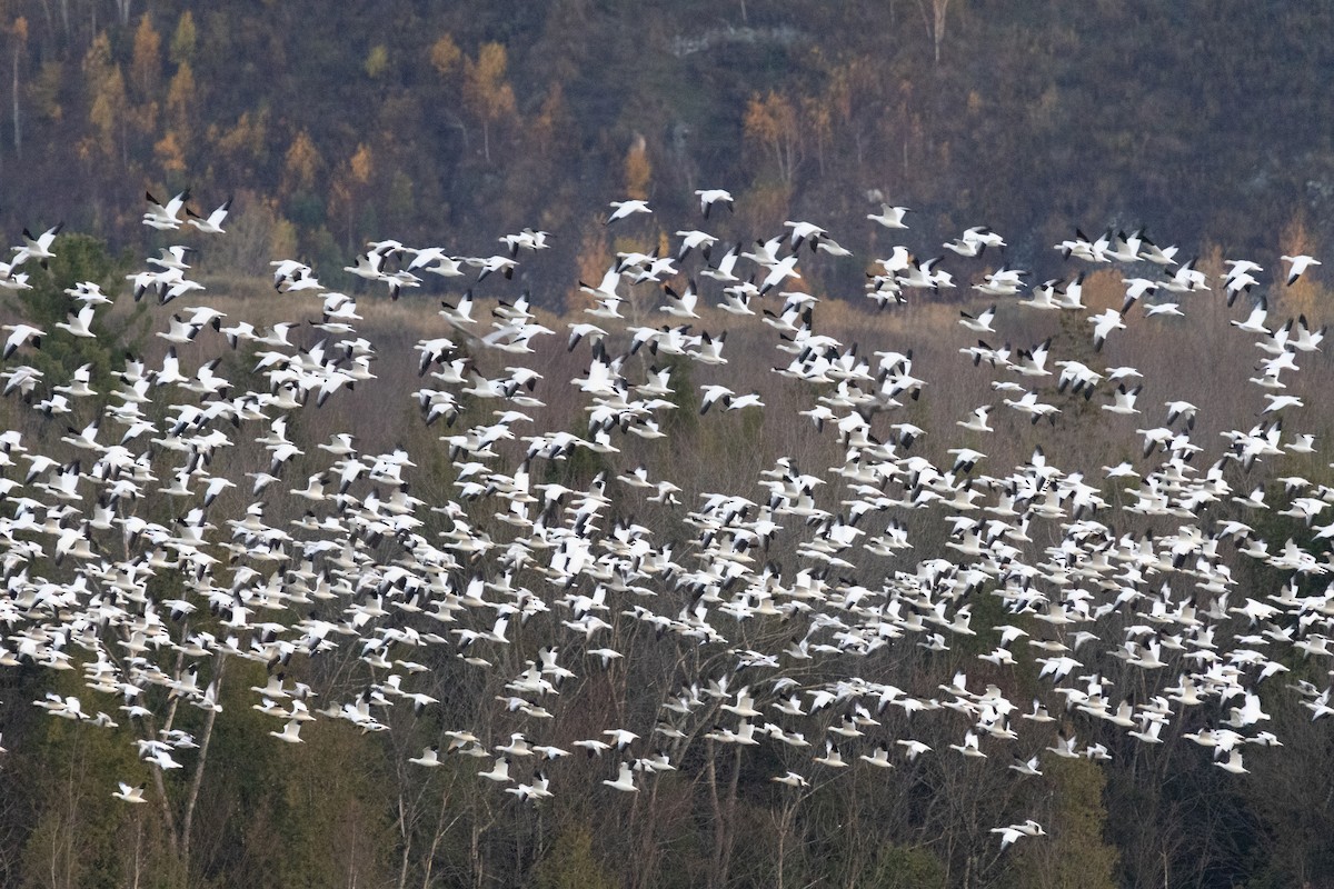 Цасны галуу - ML644550722