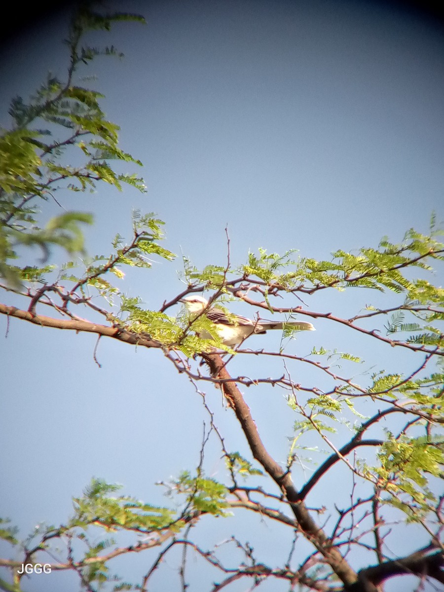 Tropical Mockingbird - ML644550723