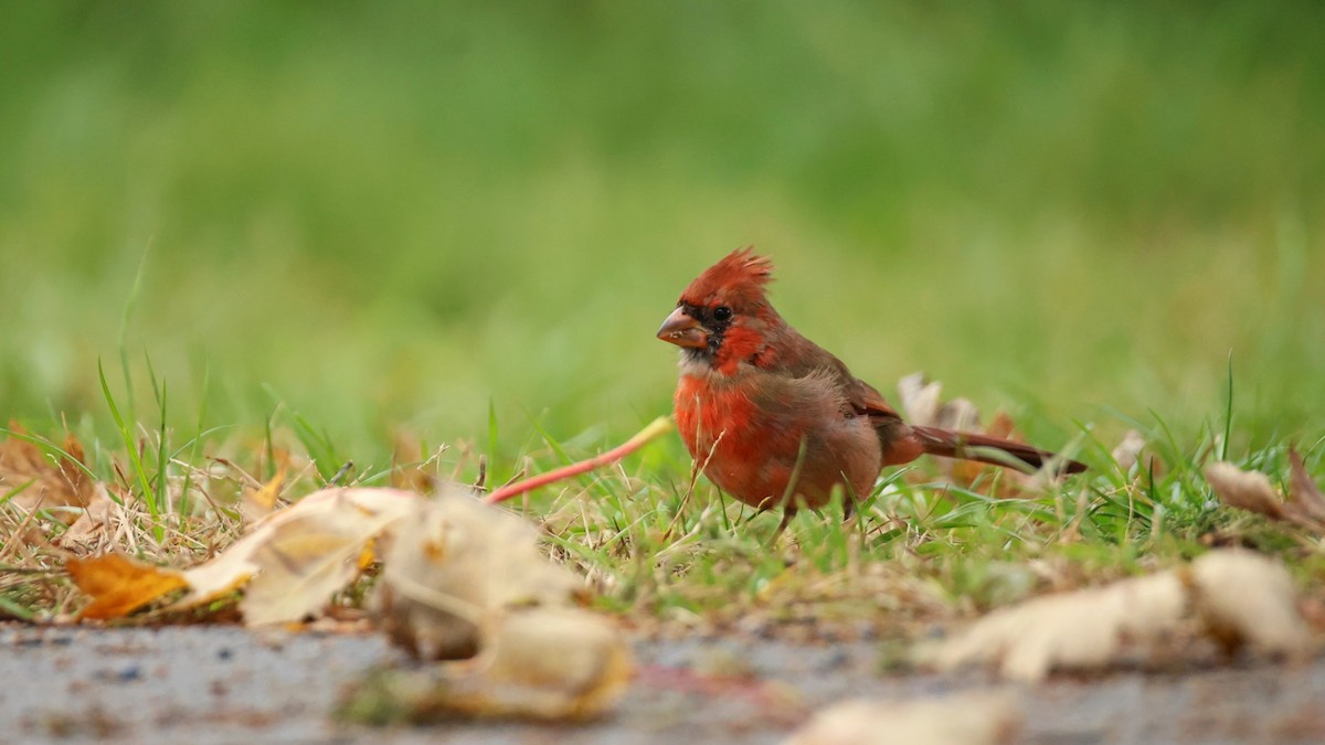 kardinál červený - ML644550729