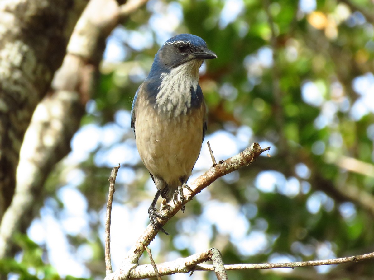 California Scrub-Jay - ML644550730