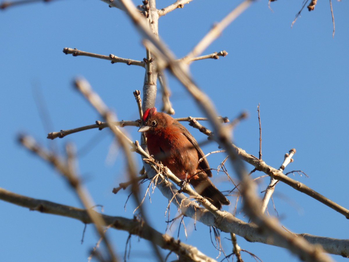 Araguira rougeâtre - ML644550737