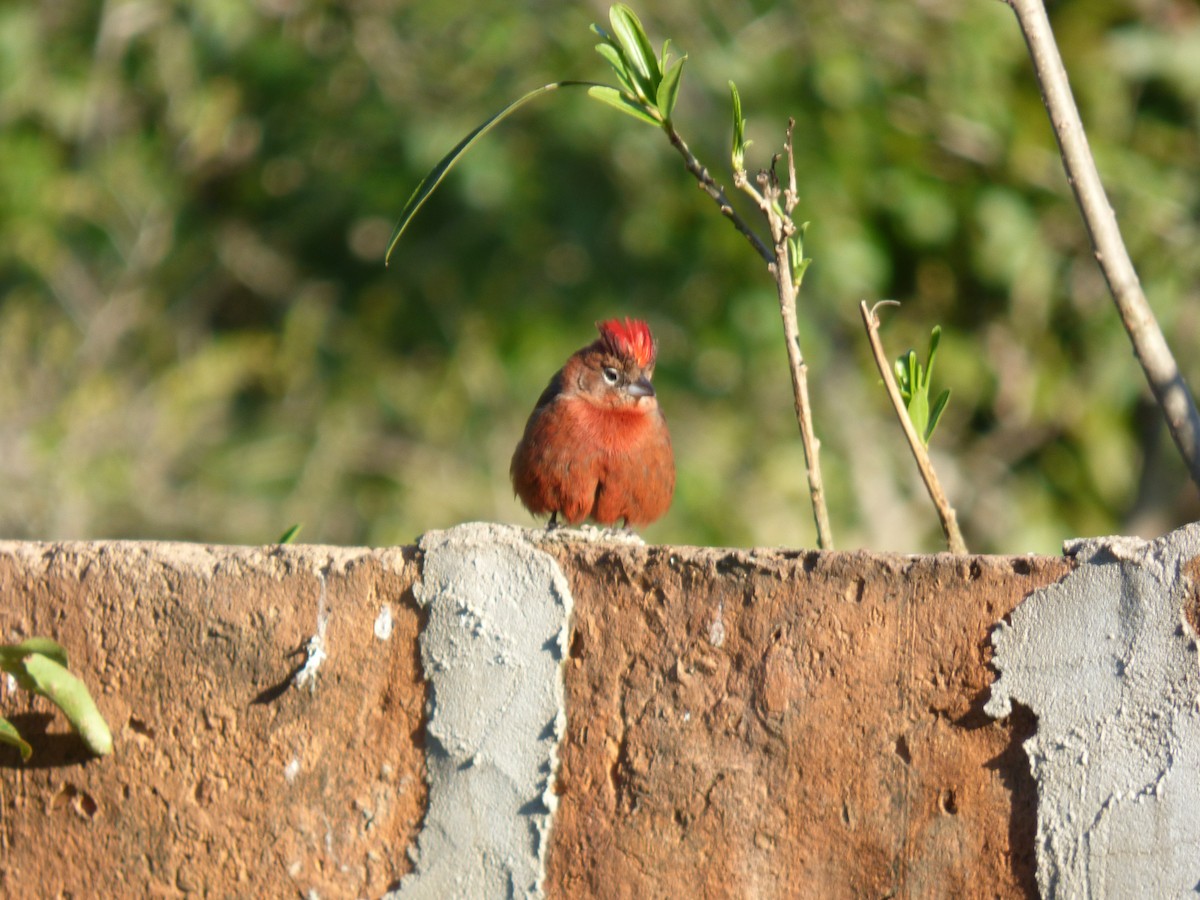 Araguira rougeâtre - ML644550738