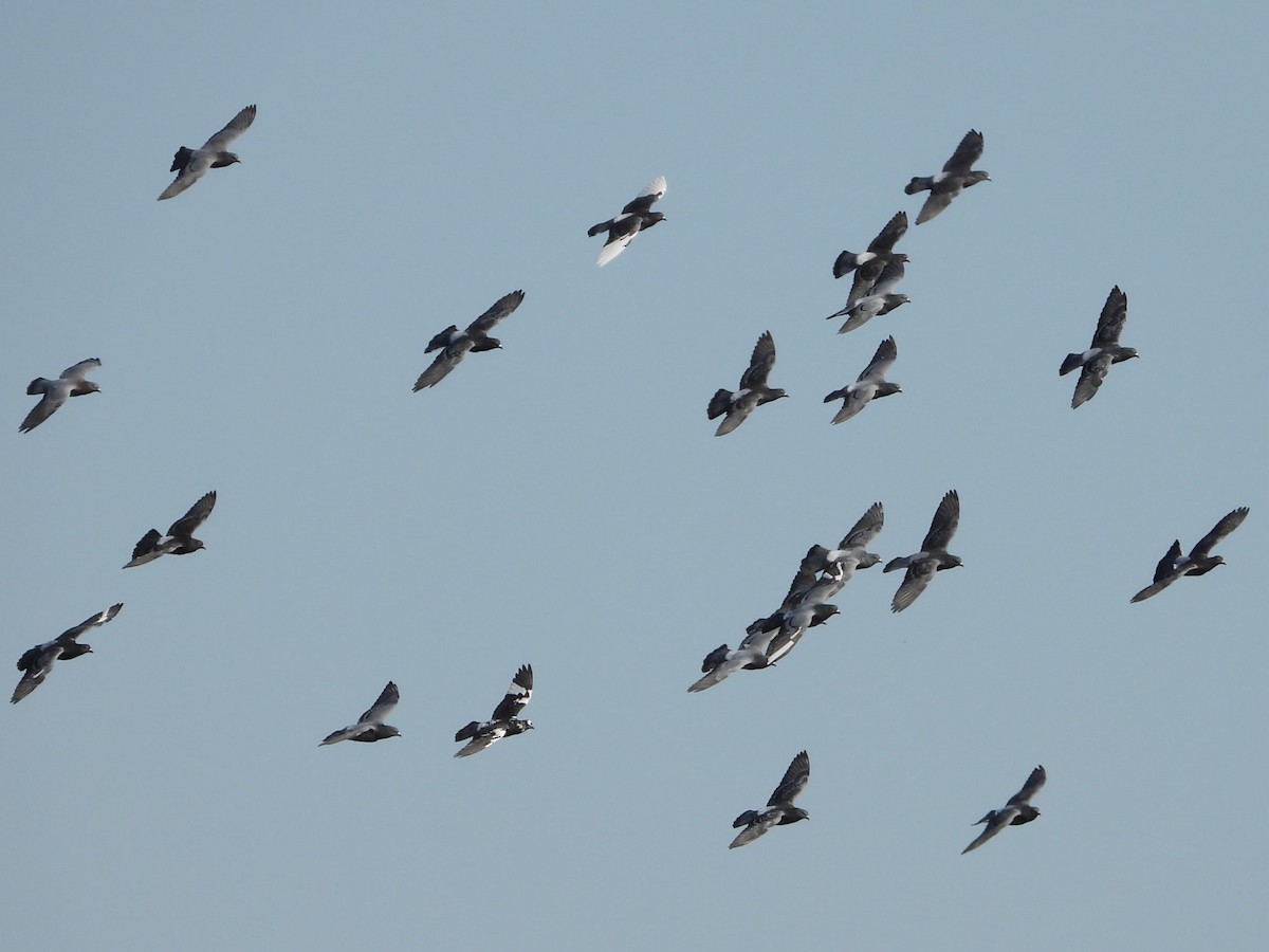 Pigeon biset (forme domestique) - ML644550739