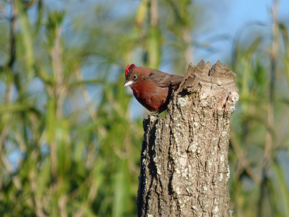 Araguira rougeâtre - ML644550741