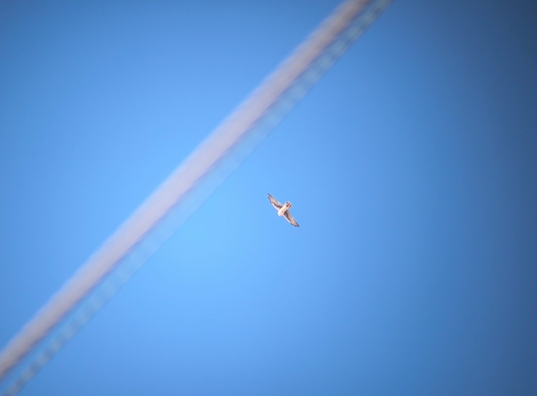 Halcón Mexicano - ML644550744