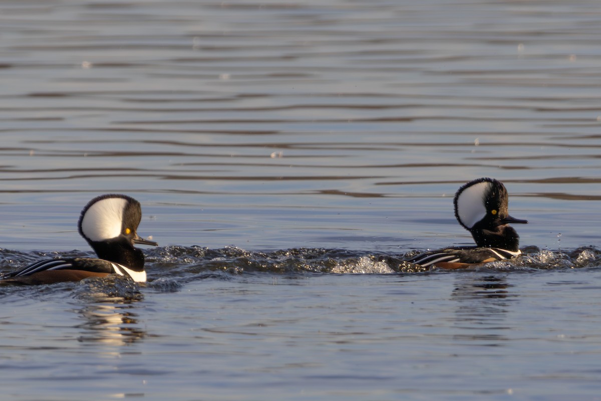 Hooded Merganser - ML644550745