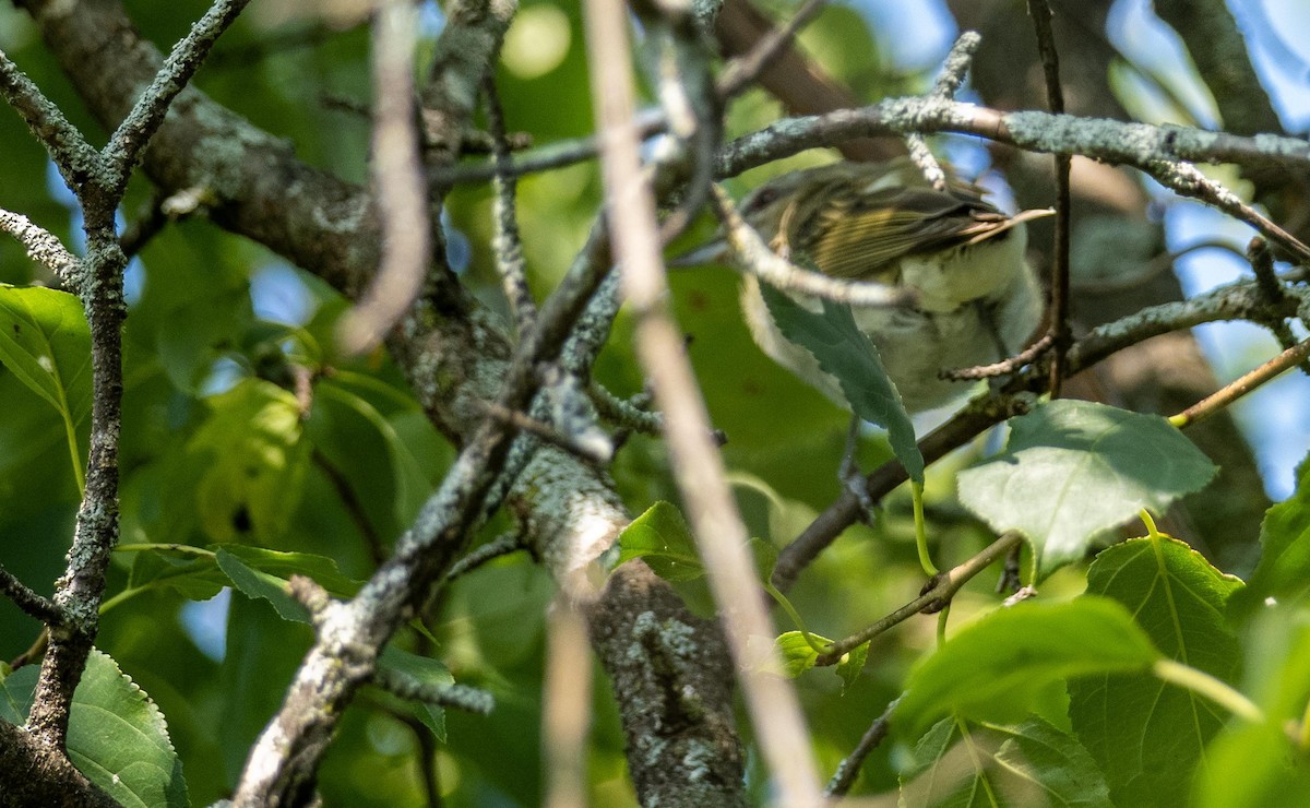 アカメモズモドキ - ML644550746