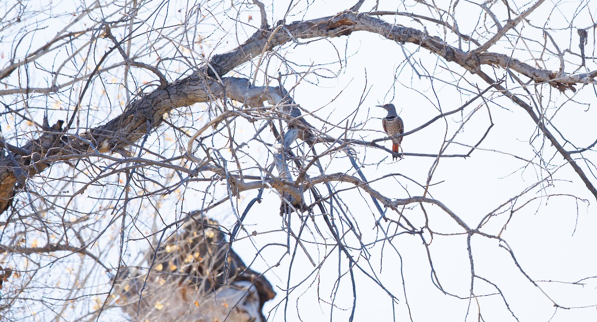 Pic flamboyant (groupe cafer) - ML644550751