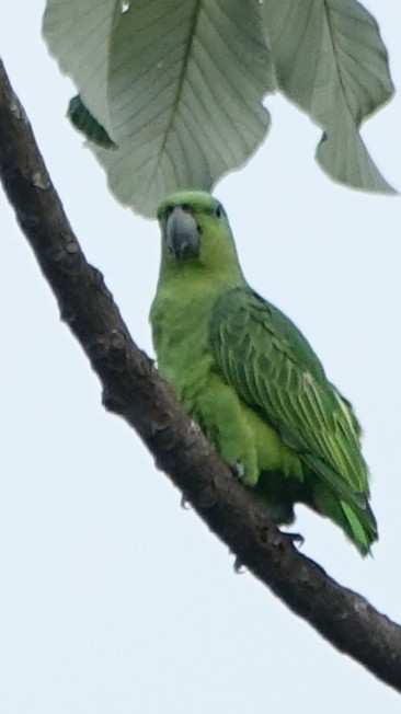 Short-tailed Parrot - ML644550752