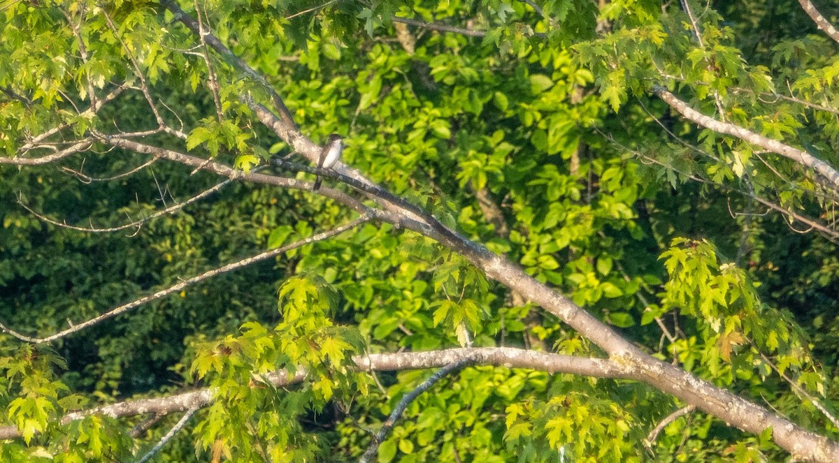 Tyran tritri - ML644550763