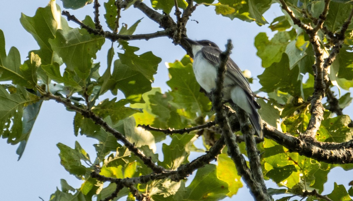 Tyran tritri - ML644550764