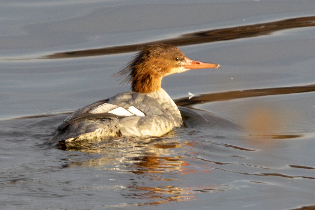 Хумхин бохио - ML644550765