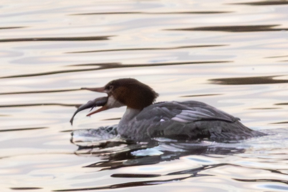 Хумхин бохио - ML644550766