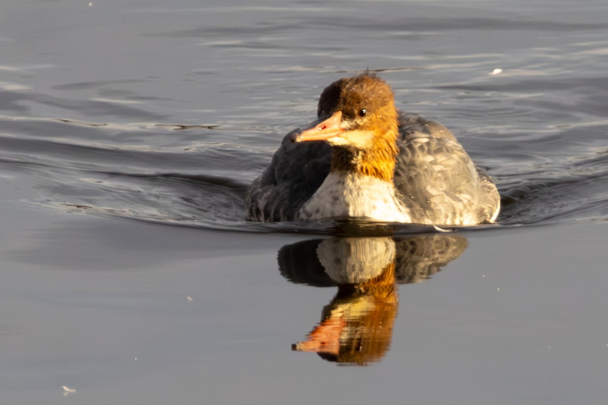 Хумхин бохио - ML644550767