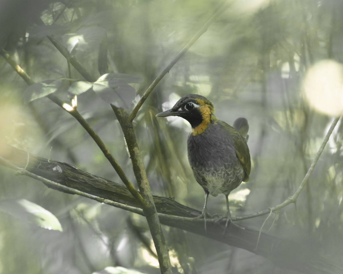 Mayan Antthrush - ML644550768