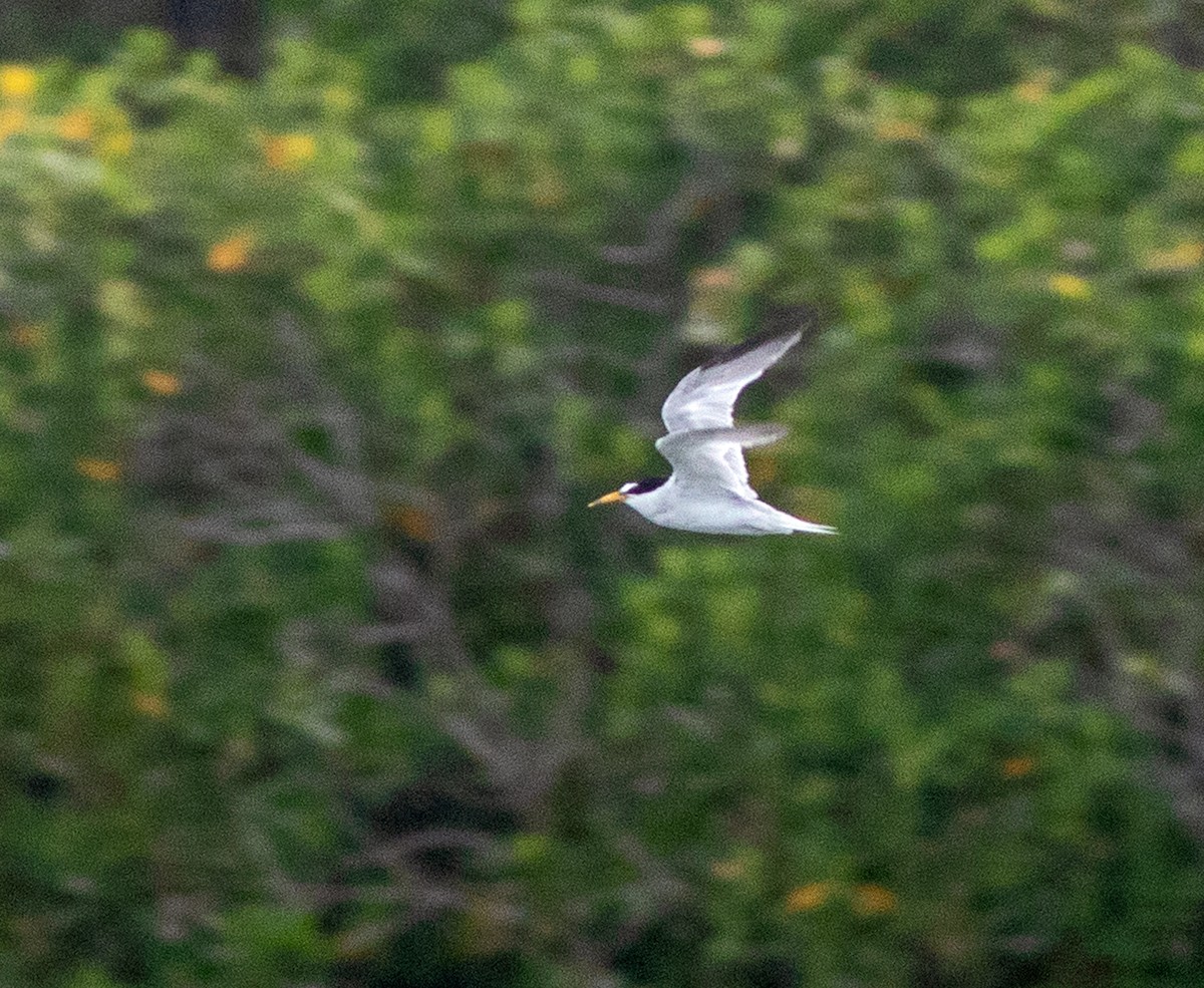 amerikadvergterne - ML644550775