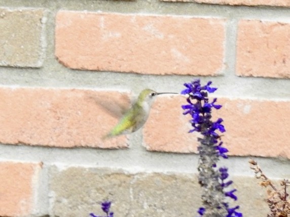 Black-chinned Hummingbird - ML644550780