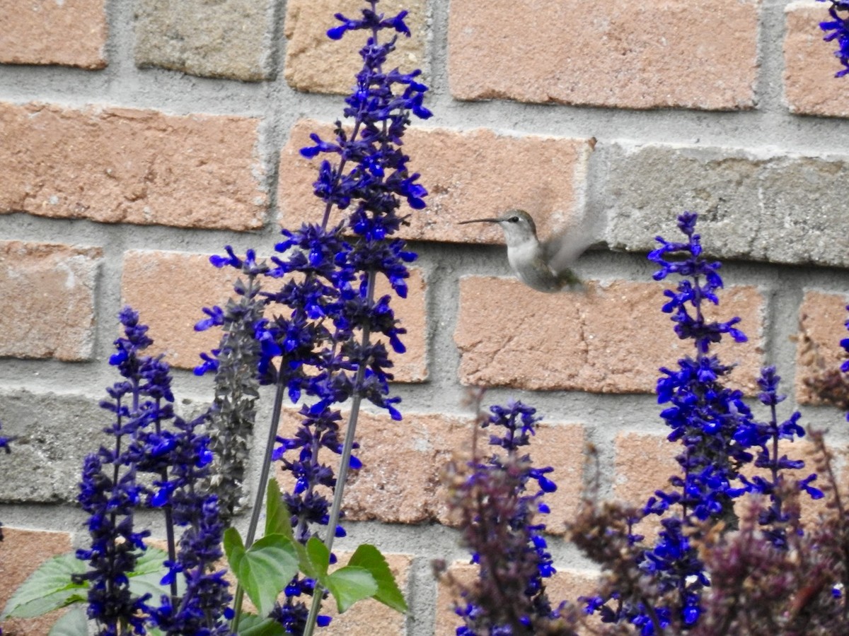 Black-chinned Hummingbird - ML644550781