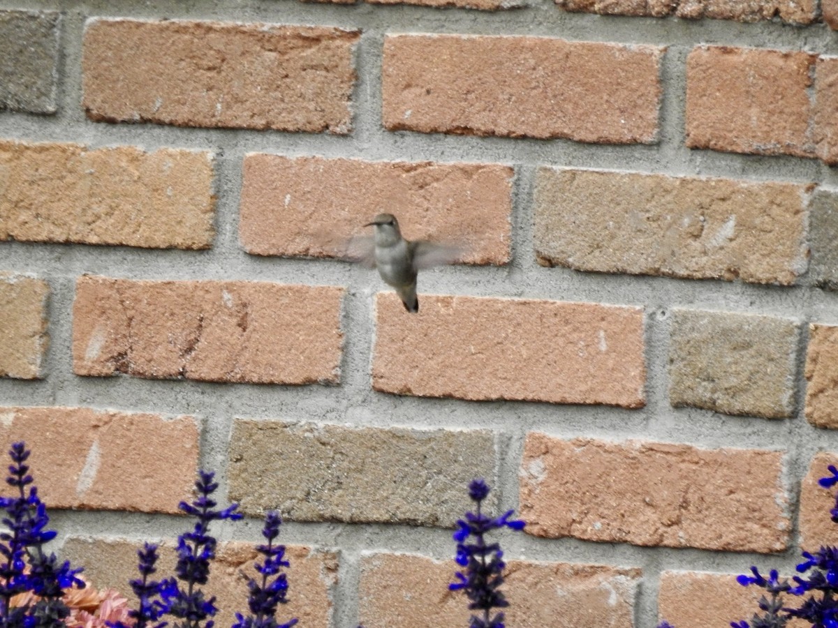 Black-chinned Hummingbird - ML644550782