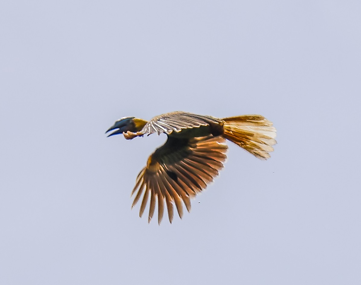 Tariktikhornvogel - ML644550783