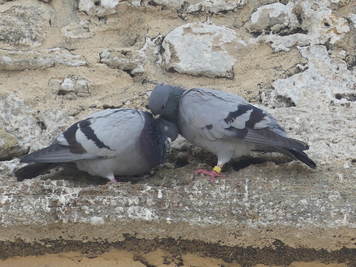 カワラバト（ドバト、家畜型） - ML644550786