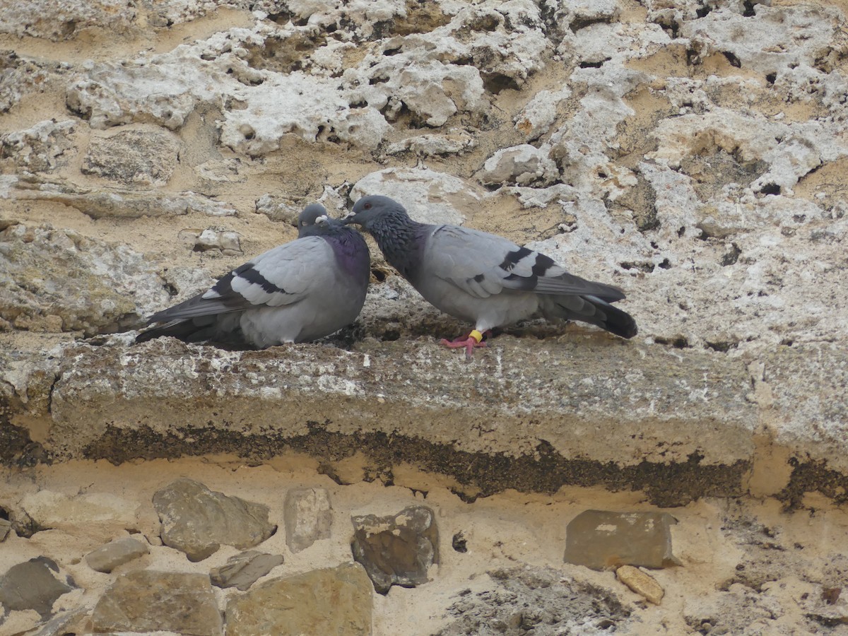 カワラバト（ドバト、家畜型） - ML644550787