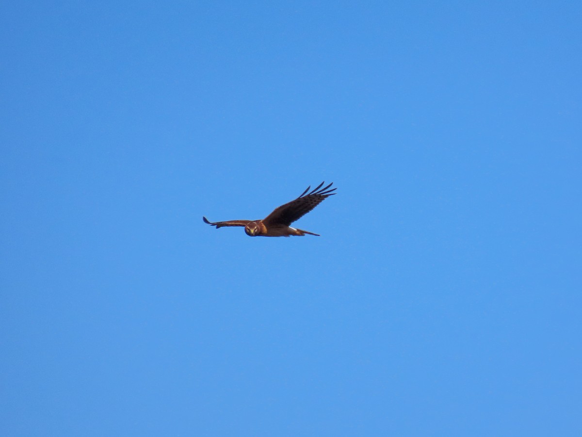 Northern Harrier - ML644550790