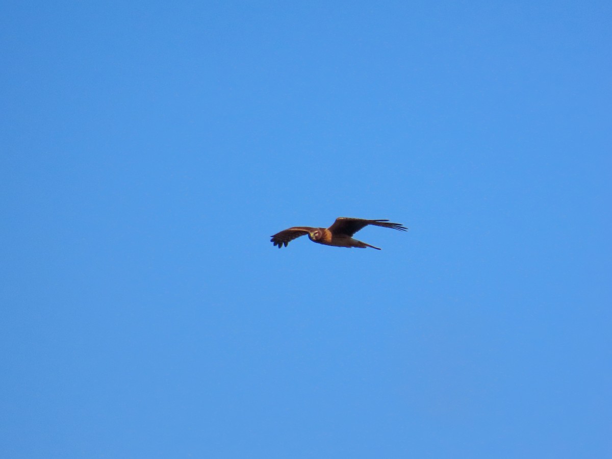 Northern Harrier - ML644550791
