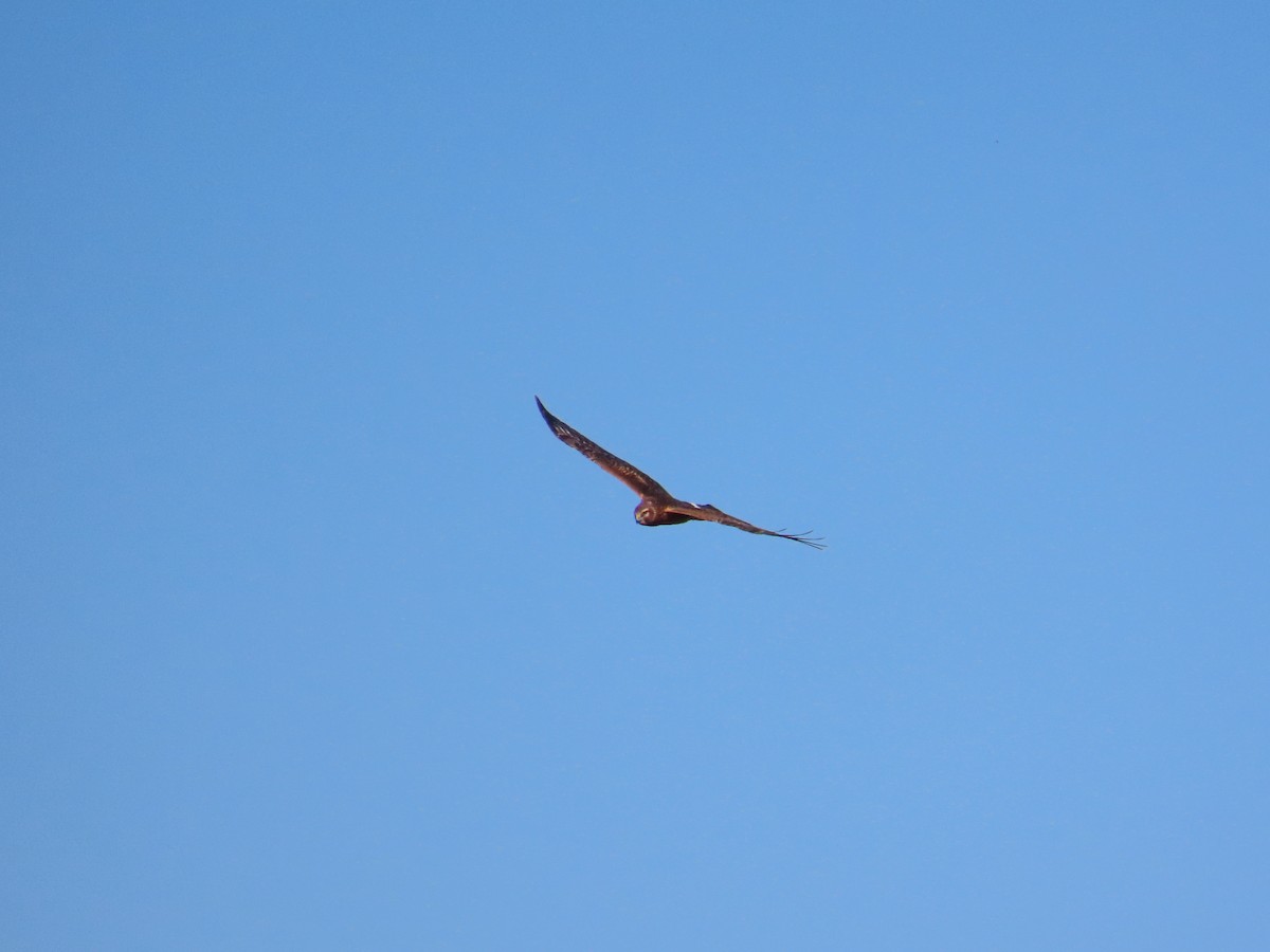 Northern Harrier - ML644550792