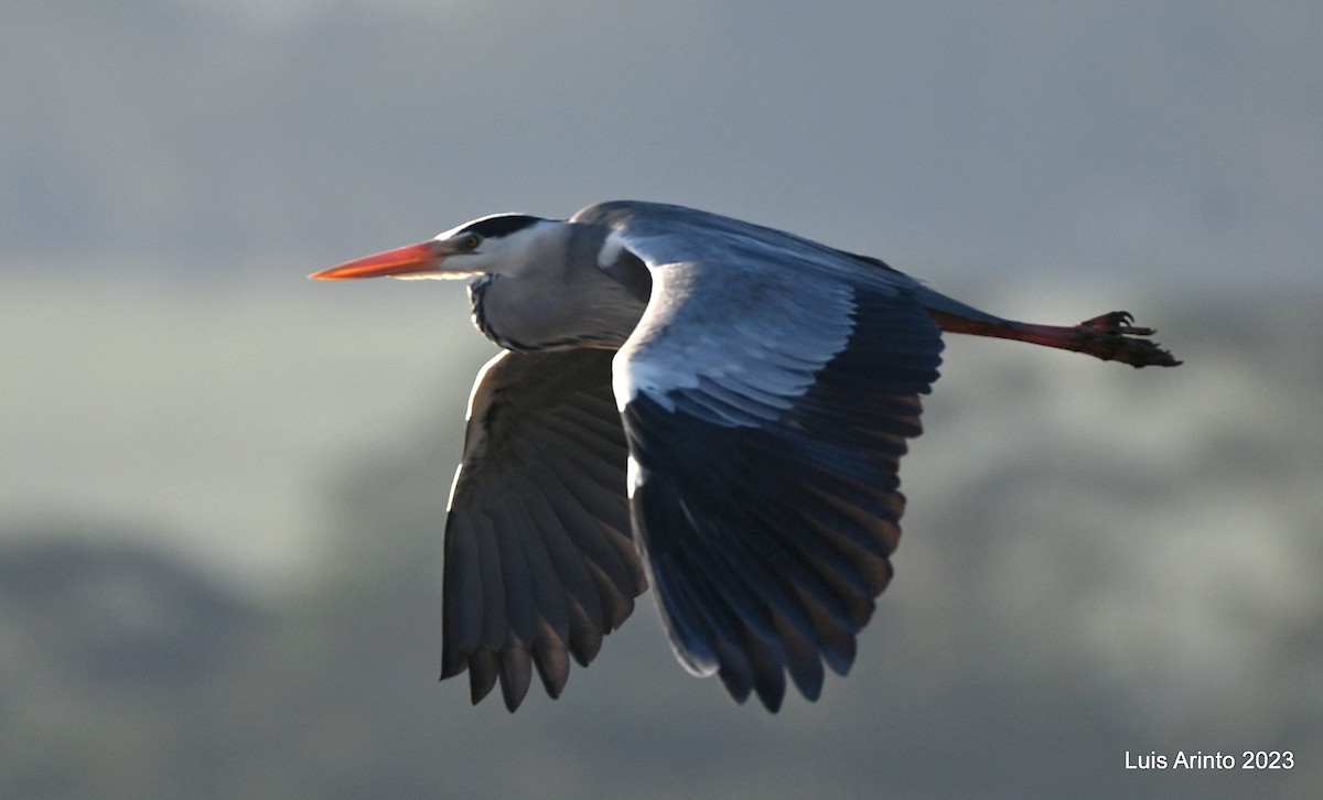 Gray Heron - ML644550793