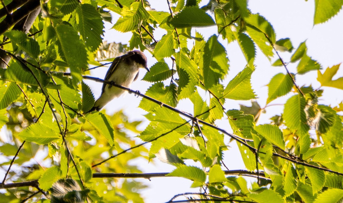 Tyran tritri - ML644550799