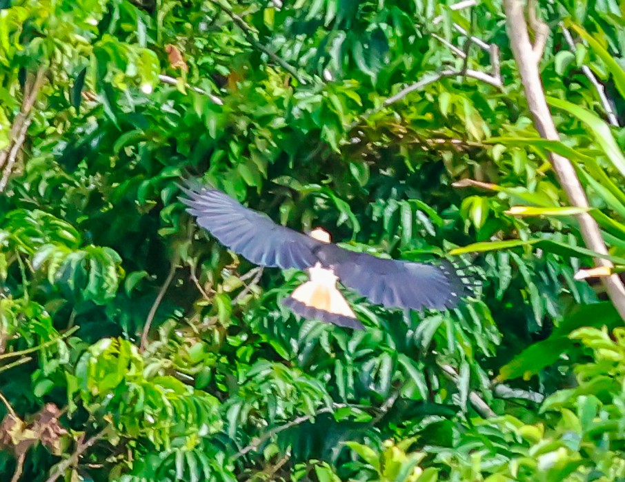 Tariktikhornvogel - ML644550804