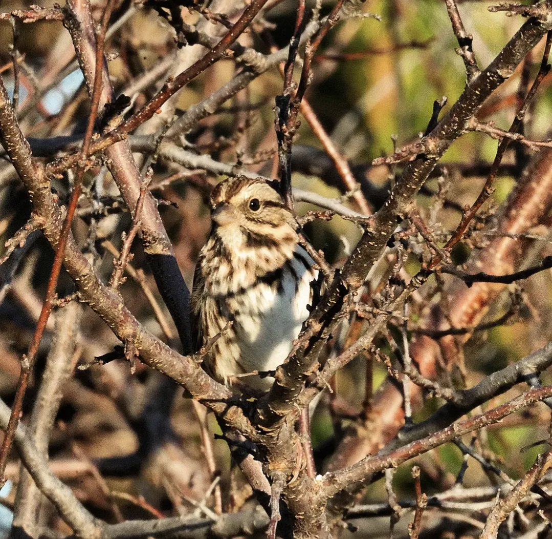 sangspurv - ML644550812