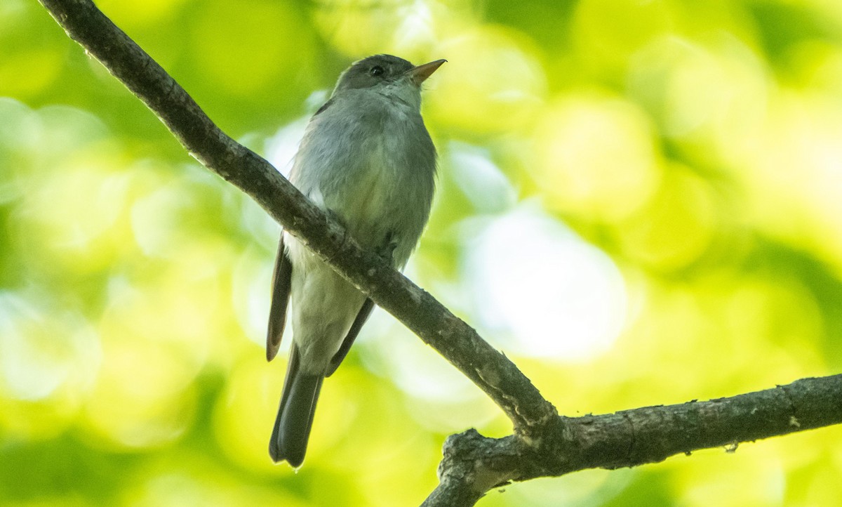 Hellbauch-Schnäppertyrann - ML644550813