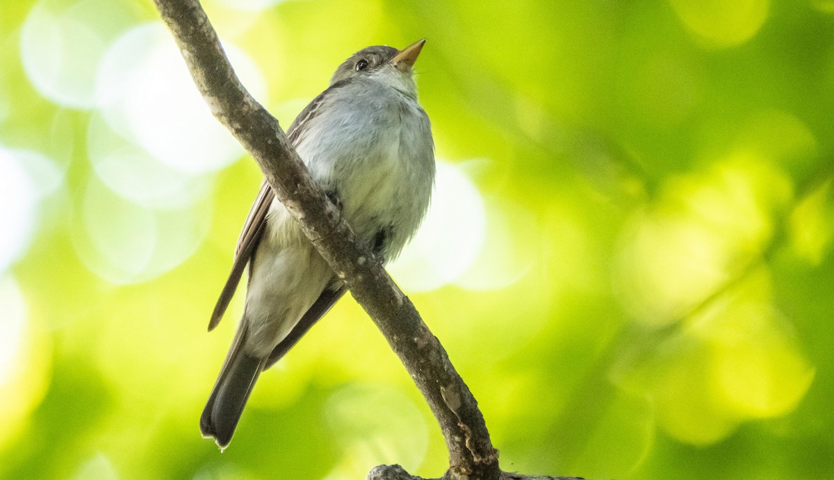 Hellbauch-Schnäppertyrann - ML644550814