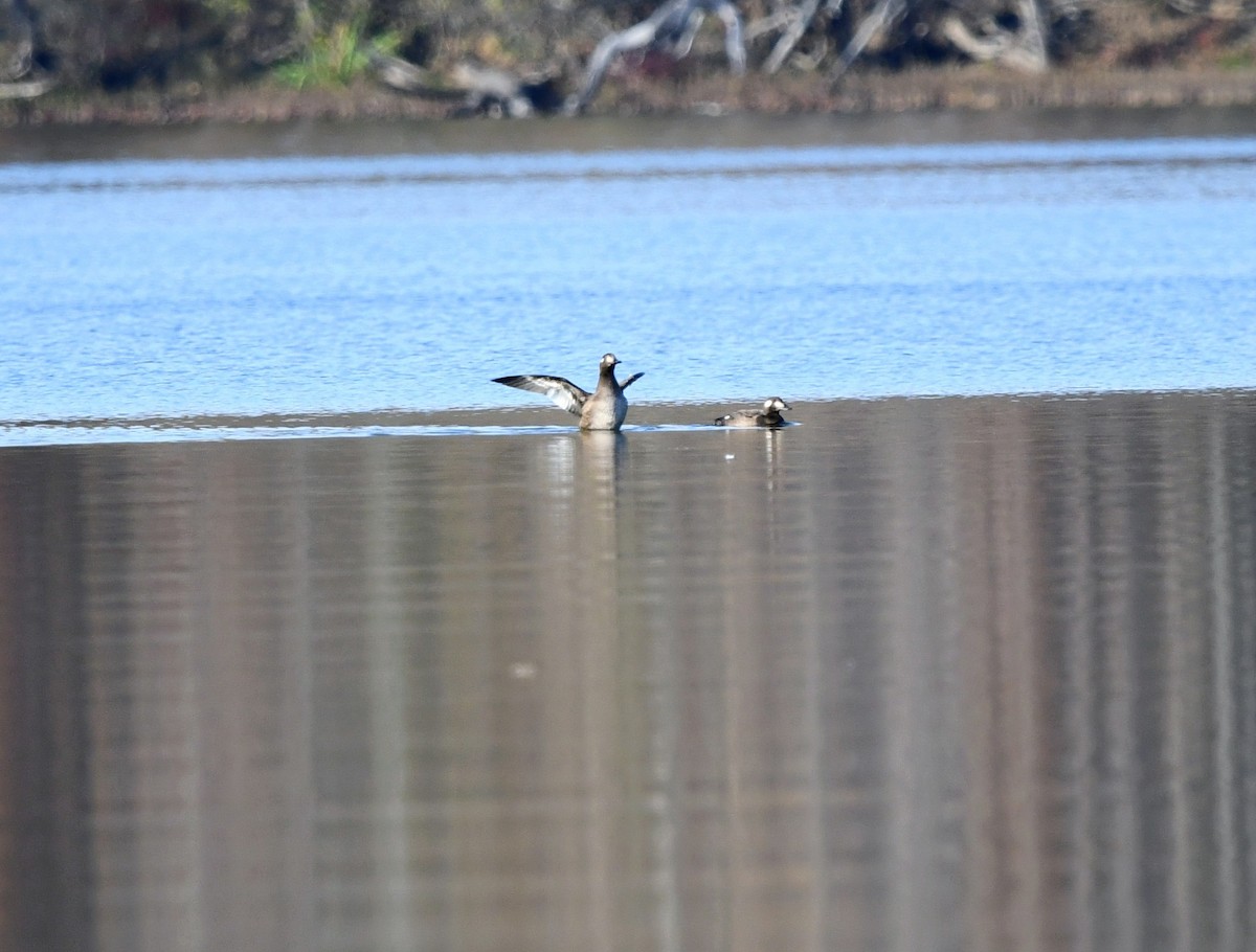 White-winged Scoter - ML644550815
