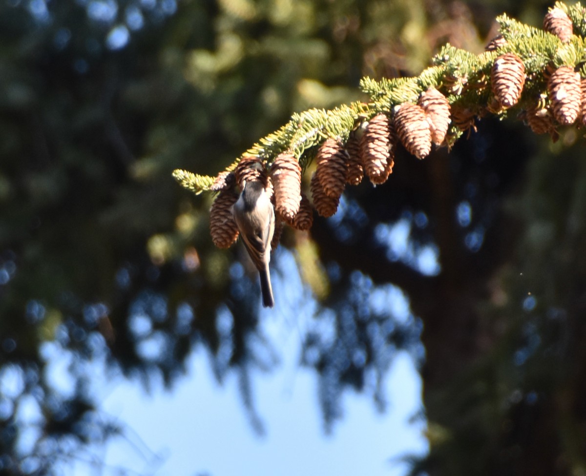 American Goldfinch - ML644550820