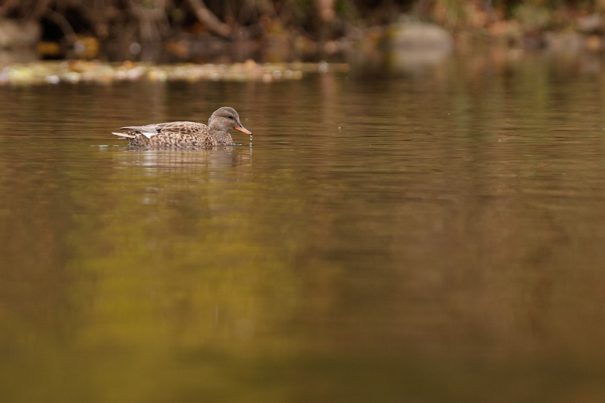 Gadwall - ML644550822