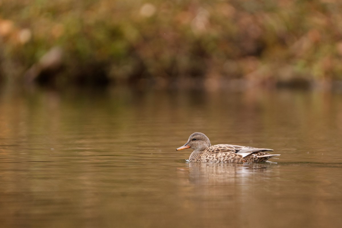 Gadwall - ML644550823