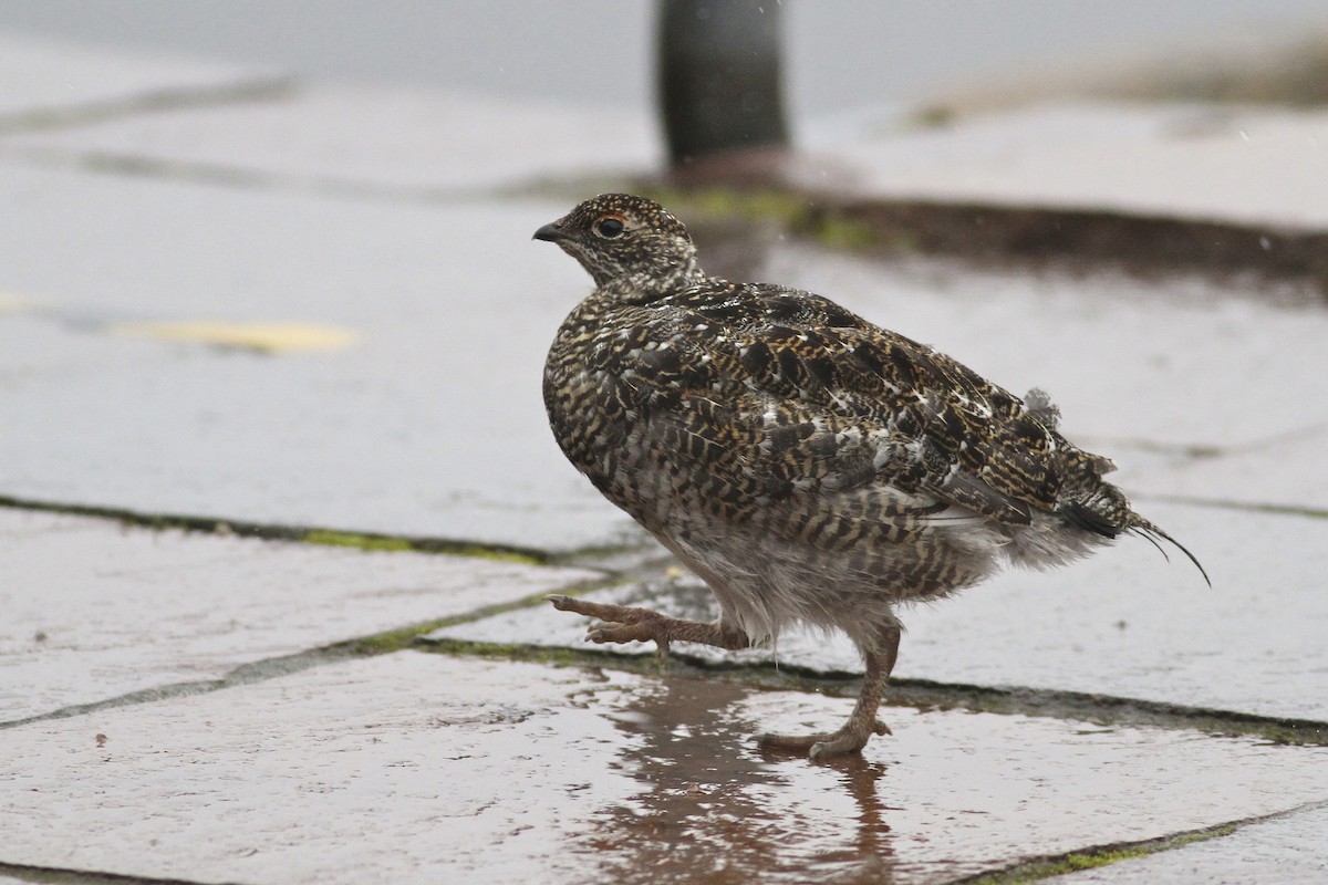 fjellrype - ML644550832